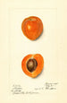 Prunus mume Sharpe - Harriet L Thompson — weergave van het kunstwerk