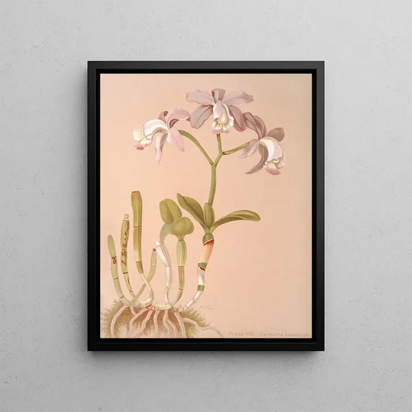 Harriet Stewart Miner - Cattleya Loddigesii.webp