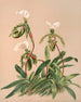 Cypripedium Spicerianum - Harriet Stewart Miner — weergave van het kunstwerk