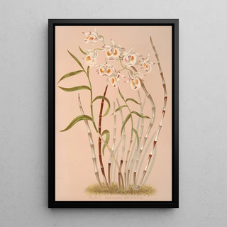 Harriet Stewart Miner - Dendrobium Devonianum.webp