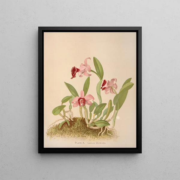 Harriet Stewart Miner - Laelia Dayeana.webp