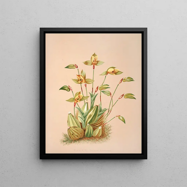 Harriet Stewart Miner - Lycaste Aromatica.webp