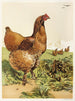 Poule Cochin à la cannelle - Harrison Weir — weergave van het kunstwerk