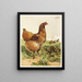 Poule Cochin à la cannelle - Harrison Weir — ingelijst kunstwerk aan de muur