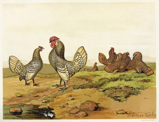Bantams goud en zilver - Harrison Weir — weergave van het kunstwerk