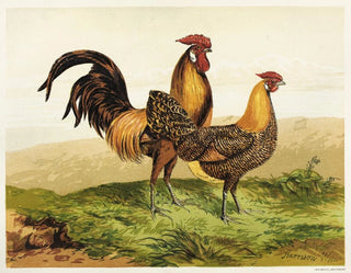 Hambourgs goudkleurig potlood - Harrison Weir — weergave van het kunstwerk