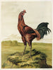Koe Maleis - Harrison Weir — weergave van het kunstwerk
