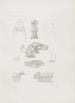 Memoires du Musée de Zoologie Comparée de l'Université Harvard Pl02 - Musée de Zoologie Comparée de l'Université Harvard — weergave van het kunstwerk