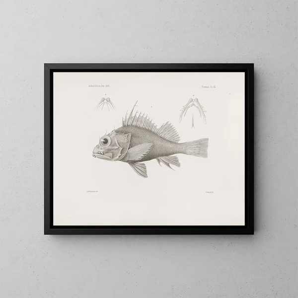 Memories of the Harvard College Museum of Comparative Zoology Pl07 - Harvard University Museum of Zoology — framed artwork on a wall