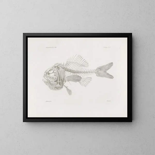 Memories of the Harvard College Museum of Comparative Zoology Pl10 - Harvard University Museum of Zoology — framed artwork on a wall