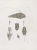Memories of the Museum of Comparative Zoology at Harvard College Pl13 - Harvard University Museum of Zoology — artwork view