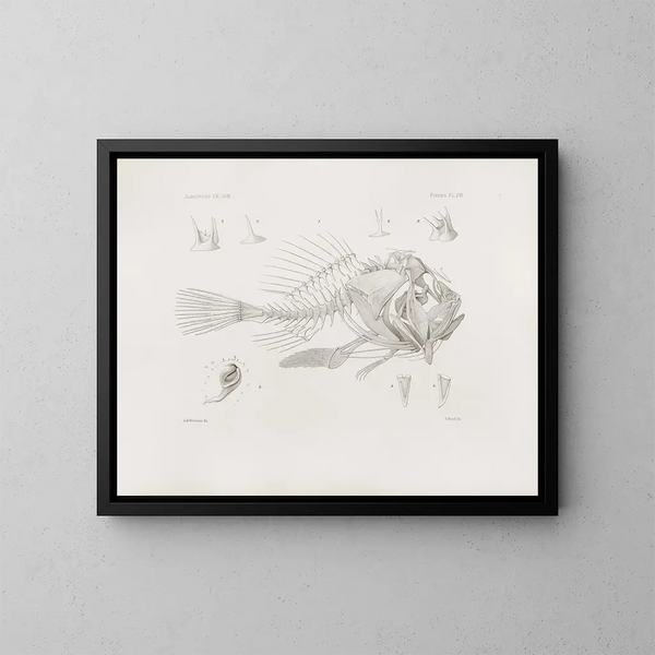 Memories of the Harvard College Museum of Comparative Zoology Pl16 - Harvard University Museum of Comparative Zoology — framed artwork on a wall