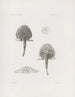 Memoires du Musée de zoologie comparée du Harvard College Pl18 - Musée de Zoologie Comparée de l'Université Harvard — weergave van het kunstwerk
