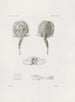 Memoires du Musée de zoologie comparée du Harvard College Pl25 - Musée de Zoologie Comparée de l'Université Harvard — weergave van het kunstwerk