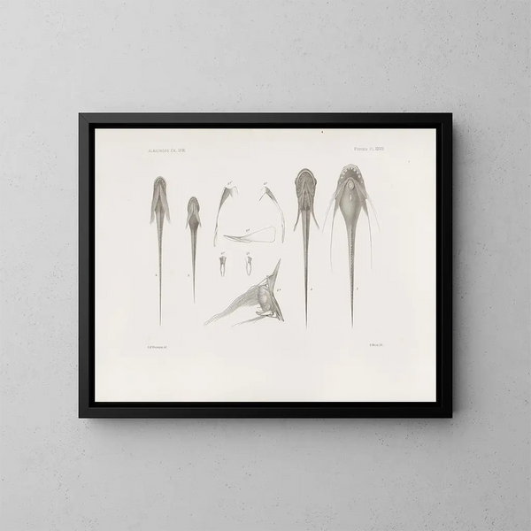 Memories of the Harvard College Museum of Comparative Zoology Pl28 - Harvard University Museum of Comparative Zoology — framed artwork on a wall