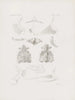 Memories of the Harvard College Museum of Comparative Zoology Pl29 - Harvard University Museum of Zoology — artwork view