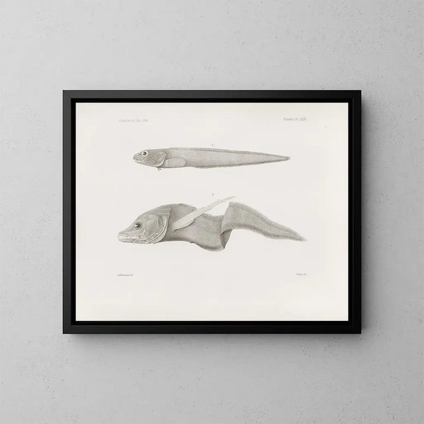 Memories of the Harvard College Museum of Comparative Zoology Pl32 - Harvard University Museum of Comparative Zoology — framed artwork on a wall