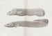 Memoirs of Pl33 - Harvard University Museum of Comparative Zoology — weergave van het kunstwerk