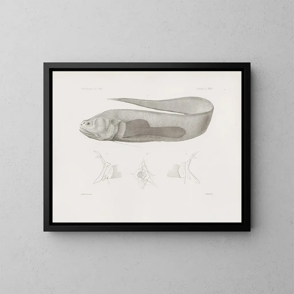 Harvard College Museum of Comparative Zoology Memories Painting Pl35 - Harvard University Museum of Zoology — framed artwork on a wall