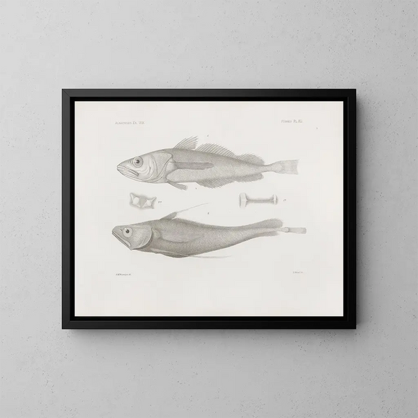 Memories of the Harvard College Museum of Comparative Zoology Pl41 - Harvard University Museum of Zoology — framed artwork on a wall