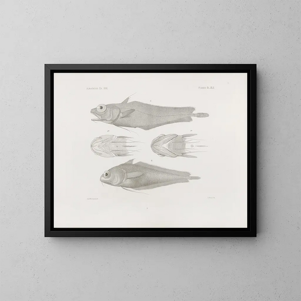 Harvard Museum of Comparative Zoology Memoirs, Plate 42 - Harvard University Museum of Zoology — framed artwork on a wall