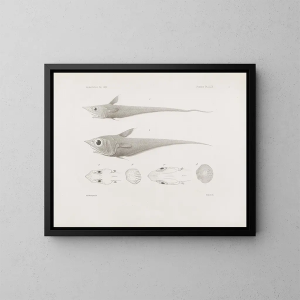 Memories of the Harvard College Museum of Comparative Zoology Pl49 - Harvard University Museum of Comparative Zoology — framed artwork on a wall