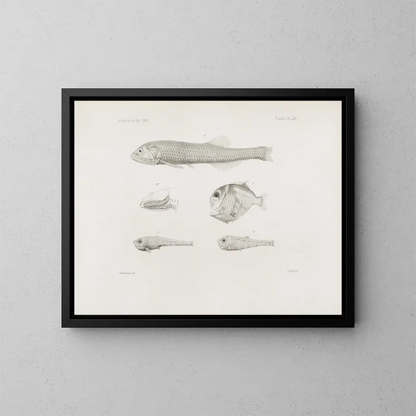 Memories of the Harvard College Museum of Comparative Zoology Pl53 - Harvard University Museum of Zoology — framed artwork on a wall