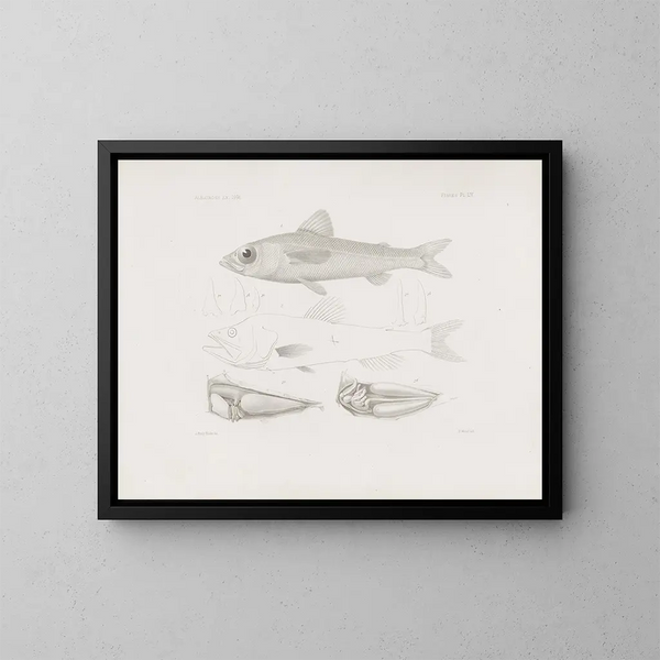 Harvard University Museum of Comparative Zoology Memories Pl54 - Harvard University Museum of Zoology — framed artwork on a wall