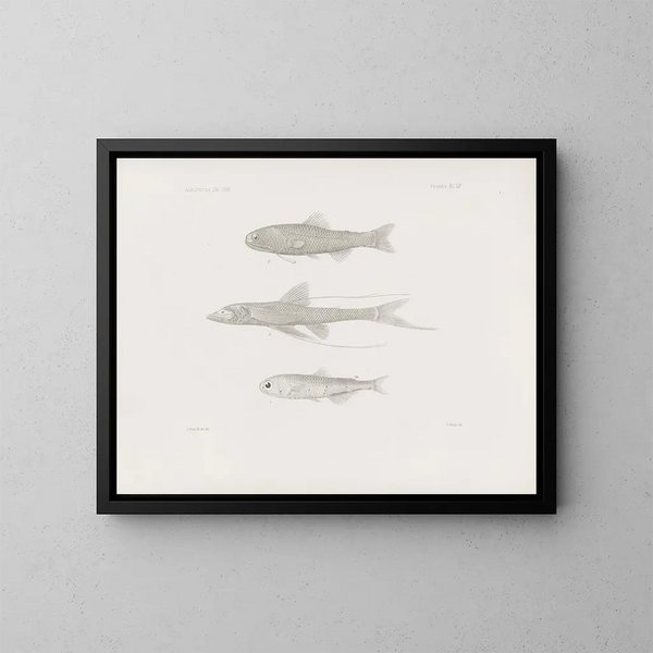 Memories of the Harvard College Museum of Comparative Zoology Pl55 - Harvard University Museum of Zoology — framed artwork on a wall