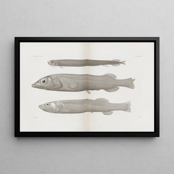 Memories of the Pl57 - Harvard University Museum of Comparative Zoology — framed artwork on a wall