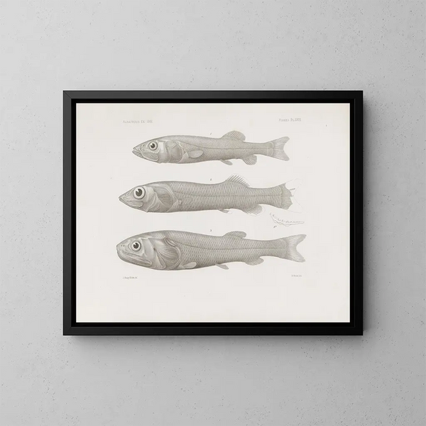 Memories of the Harvard College Museum of Comparative Zoology Pl58 - Harvard University Museum of Zoology — framed artwork on a wall