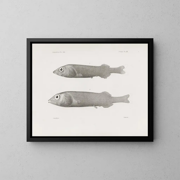 Harvard College Museum of Comparative Zoology Memories Painting Pl59 - Harvard University Museum of Zoology — framed artwork on a wall