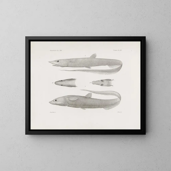 Harvard College Museum of Comparative Zoology Memories Painting Pl60 - Harvard University Museum of Zoology — framed artwork on a wall