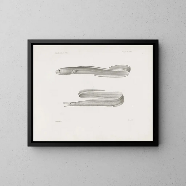 Harvard College Museum of Comparative Zoology Memories Pl62 - Harvard University Museum of Zoology — framed artwork on a wall