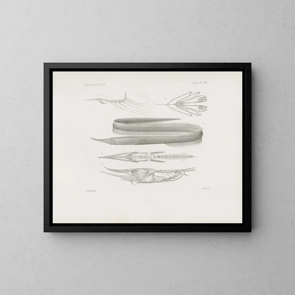 Memories of the Harvard College Museum of Comparative Zoology Pl63 - Harvard University Museum of Zoology — framed artwork on a wall
