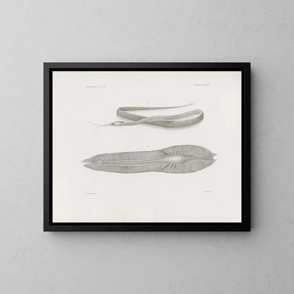 Harvard College Museum of Comparative Zoology Memories Painting Pl64 - Harvard University Museum of Zoology — framed artwork on a wall