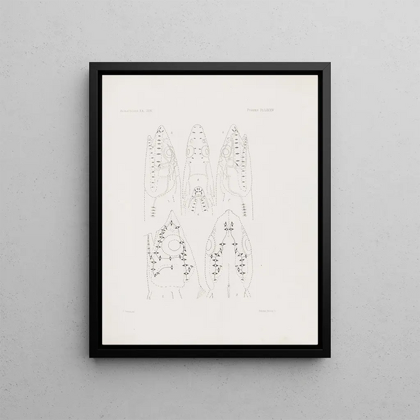 Harvard University Museum of Comparative Zoology - Memoirs of the Museum of Comparative Zoology at Harvard College Pl84.webp