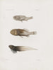 Memoires du Musée de zoologie comparée du Harvard College Pl88 - Musée de Zoologie Comparée de l'Université Harvard — weergave van het kunstwerk