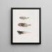 Memoires du Musée de zoologie comparée du Harvard College Pl88 - Musée de Zoologie Comparée de l'Université Harvard — ingelijst kunstwerk aan de muur