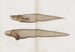 Memoirs of the 89th - Harvard University Museum of Comparative Zoology — weergave van het kunstwerk