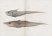 Memoirs of the Pl91 - Harvard University Museum of Comparative Zoology — weergave van het kunstwerk