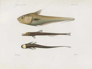 Memoires van het Museum voor Vergelijkende Zoologie van Harvard College Pl92 - Museum voor Vergelijkende Zoologie van de Harvard Universiteit — weergave van het kunstwerk