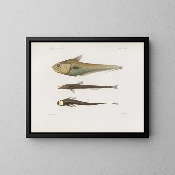 Memoires van het Museum voor Vergelijkende Zoologie van Harvard College Pl92 - Museum voor Vergelijkende Zoologie van de Harvard Universiteit — ingelijst kunstwerk aan de muur