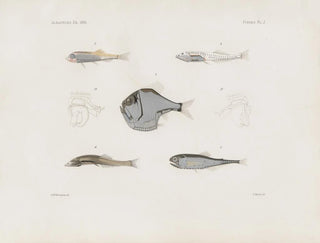 Memoires van het Museum voor vergelijkende dierkunde van Harvard College Pl93 - Museum voor vergelijkende dierkunde van de Harvard Universiteit — weergave van het kunstwerk