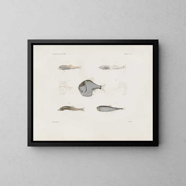 Memoires van het Museum voor vergelijkende dierkunde van Harvard College Pl93 - Museum voor vergelijkende dierkunde van de Harvard Universiteit — ingelijst kunstwerk aan de muur