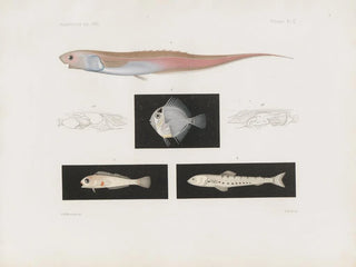 Memoires van het Museum voor Vergelijkende Zoologie van Harvard College Pl95 - Museum voor Vergelijkende Zoologie van de Harvard Universiteit — weergave van het kunstwerk