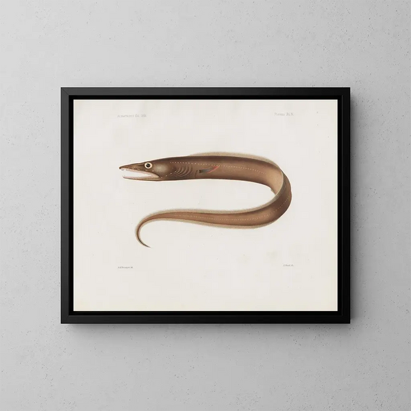 Memoires van het Museum voor vergelijkende dierkunde van Harvard College Pl97 - Museum voor vergelijkende dierkunde van de Harvard Universiteit — ingelijst kunstwerk aan de muur