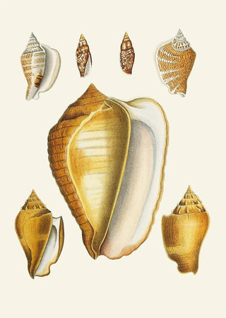 Heinrich Carl Kster - Die Flugelschnecken Strombea Pl07.webp