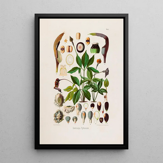 Heinrich Wilhelm Schott - Aroideae Maximilianae Pl02.webp