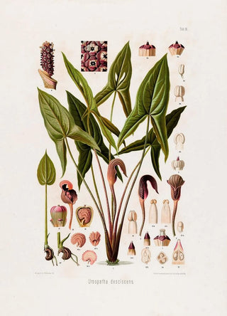 Heinrich Wilhelm Schott - Aroideae Maximilianae Pl16.webp